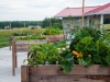 communitygarden15-0457