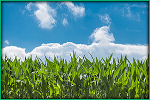 corn-blue-sky