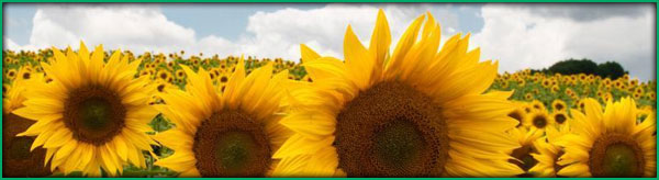 sunflowers